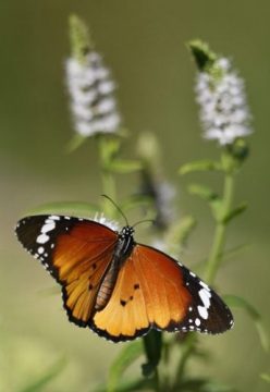 Europas Schmetterlinge sind bedroht