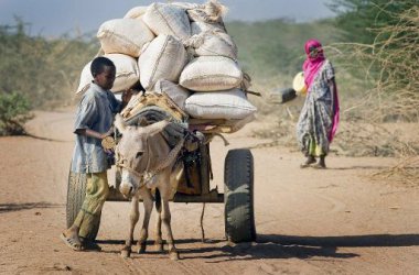 Ein junger Somali kümmert sich um den Mehl-Transport (Dadaab Refugee Camp, Kenia, 2009)