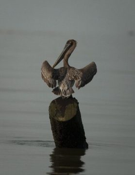 Ölverschmutzter Pelikan