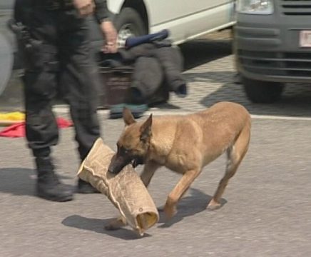 Schäferhund der Polizei