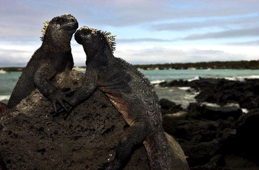 Iguanas auf Galapagos