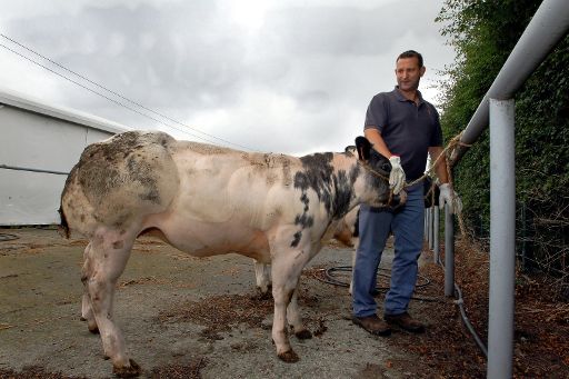 Landwirt mit Kuh