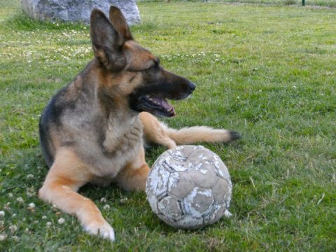 Eifel-Hundepension in Weywertz