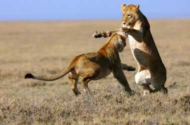 Serengeti - Löwinnenspiel (© NDR/Reinhard Radke)