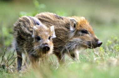 Wildschweine in Niedersachsen (© NDR/Jürgen Borris)