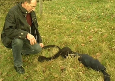 Der Panther - und Panther-Attrappen wie hier auf dem Bild - haben 2009 für Spektakel gesorgt