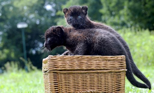 Babypanther im Zoo - der "Ostbelgienpanther" soll aber ausgewachsen sein