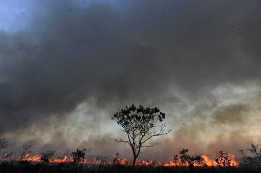 Waldbrände zerstören ein Viertel des Nationalparks von Brasilia