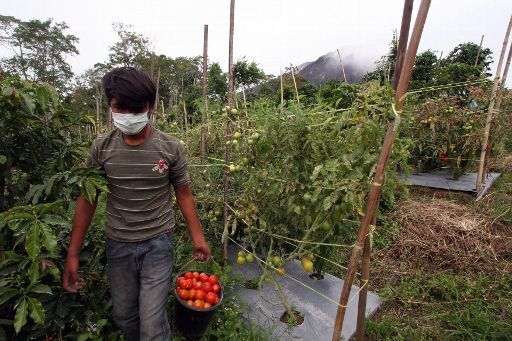 Trotz des aktiven Vulkans in nächster Nähe müssen die Farmer die Ernte einholen