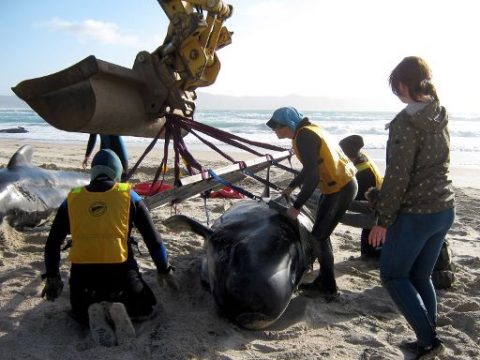 Kampf um gestrandete Wale geht weiter