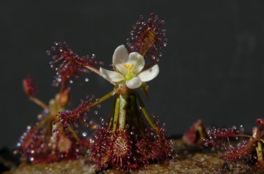 Drosera Amazonica
