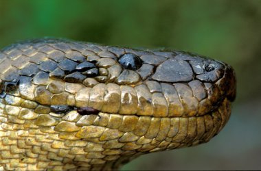 Eunectis Beniensis
