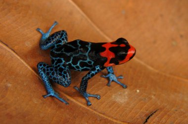 Ranitomeya Benedicta