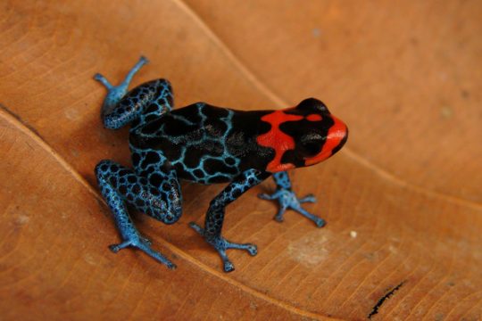 Ranitomeya Benedicta