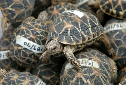 Schildkröten