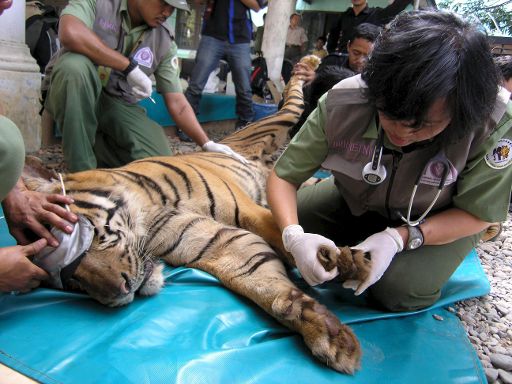 In Banda Aceh (Indien) wurden 2008 fünf wilde Tiger gefangen. Sie kamen in den Nationalpark von Lampung, um sie vor Wilderern zu schützen