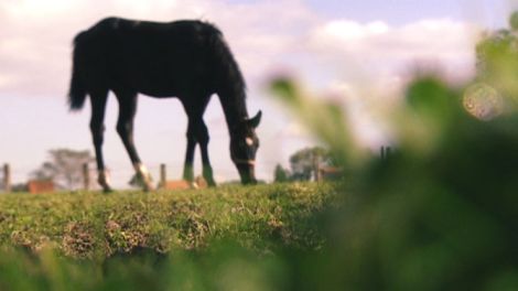 Immer mehr verwahrloste Pferde in Belgien