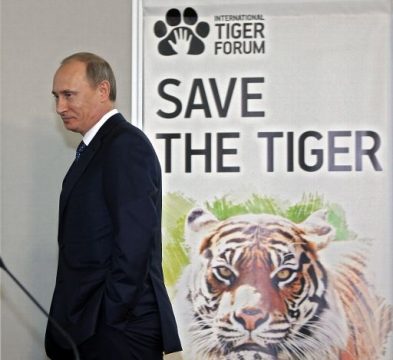 Russlands Ministerpräsident Vladimir Putin beim Internationalen Tiger Forum in St.Petersburg