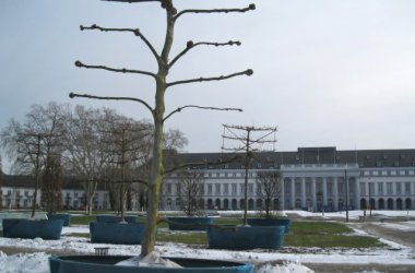 BUGA 2011: Spalierbäume vor dem Kurfürstlichen Schloss