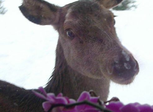 Eupener Unterstadt: Eine Hirschkuh im Vorgarten