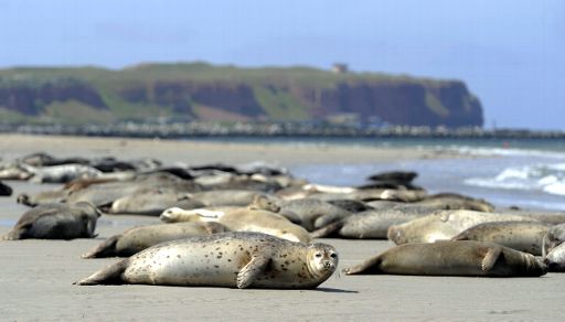 Robben auf Helgoland