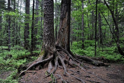 'The Dell Forest' im China Changbai Park, Provinz Jilin