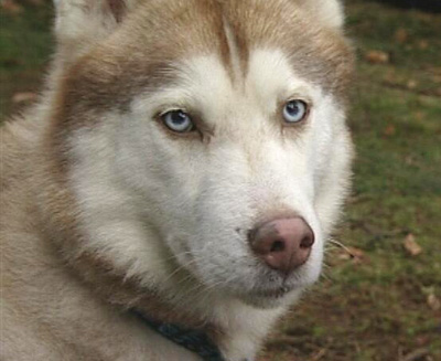 Husky beim Schlittenhundrennen in Rodt