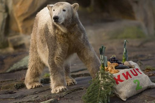 Eisbär Knut bei seinem zweiten Geburtstag am 5. Dezember 2008