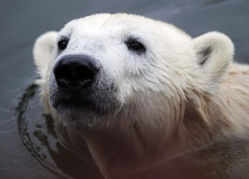 Knut im Oktober 2010