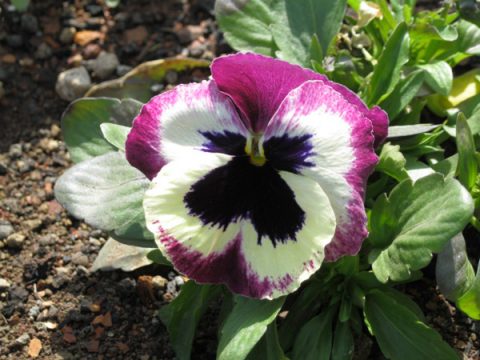 Bundesgartenschau 2011 in Koblenz