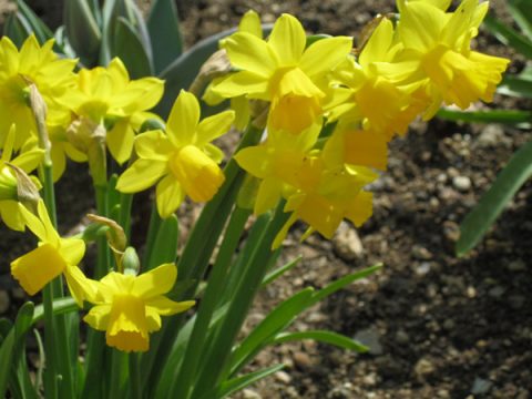 Bundesgartenschau 2011 in Koblenz