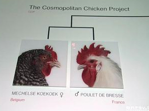 "The Cosmopolitan Chicken" im Ikob in Eupen