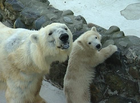 Eisbären-Nachwuchs im "Monde Sauvage" in Aywaille