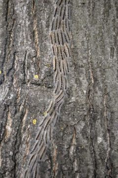 Neue Raupenplage bedroht die niederländische Provinz Limburg (Archivbild vom 04. Juni 2007)