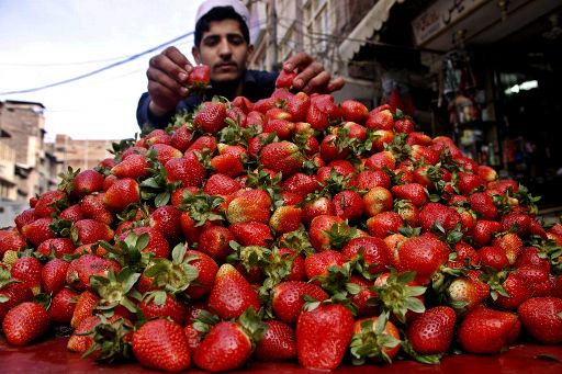 Erdbeerbauern beklagen fallende Erzeugerpreise