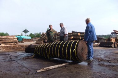 Sägewerk aus Wereth sägt Urzeit-Baum in Scheiben