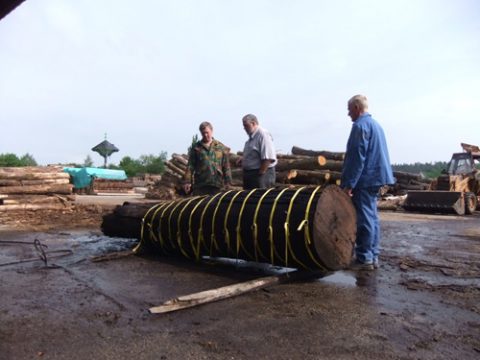 Sägewerk aus Wereth sägt Urzeit-Baum in Scheiben