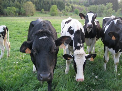 In der Wallonischen Region werden die Natura-2000-Flächen offiziell ausgewiesen