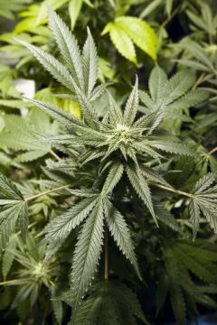 Illustrationsbild: Peter Dasilva (epa)