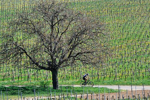 Eine Fahrt durch den Weinberg