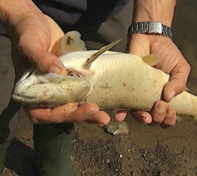 Fischsterben in der Weser