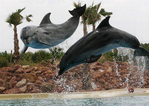 Delphin-Show in Spata, Griechenland