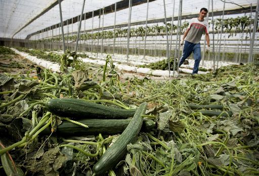 Gurkenfarmer in Spanien: Zehntausende Jobs in Gefahr