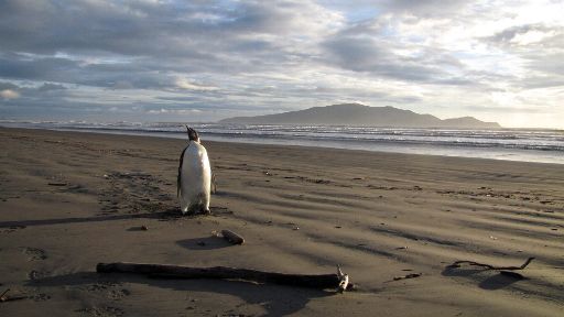 Luckyfeet am 21. Juni am Peka Peka-Strand in Neuseeland