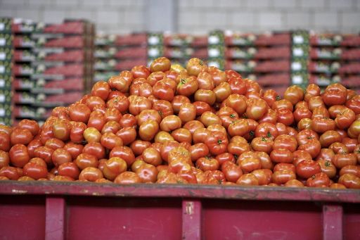 Berge von Tomaten mussten heute in Mechelen vernichtet werden