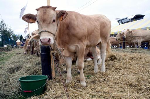 Landwirtschaftsmesse in Libramont 2011