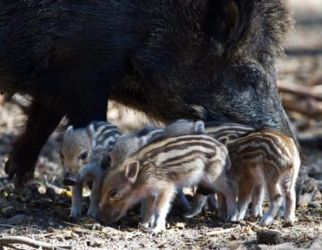 Mysteriöses Wildschwein-Sterben in der Bretagne