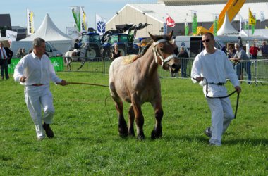 Landwirtschaftsmesse von Battice-Herve 2010