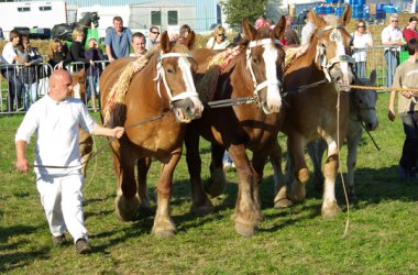 Landwirtschaftsmesse von Battice-Herve 2010