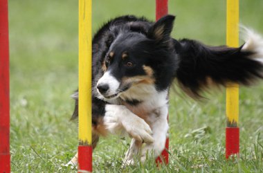 Euregio Outdoor: Eine Halle ist den Hunden gewidmet